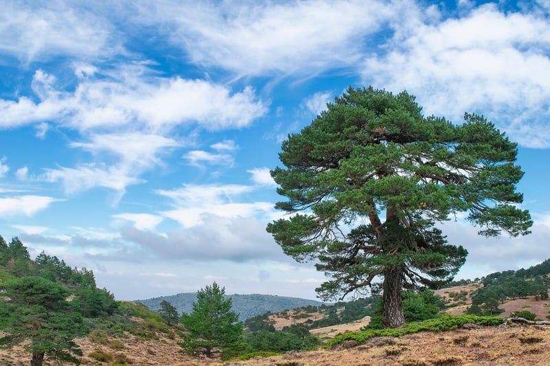 Eco-friendly Escapes
